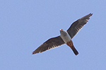 Aftonfalk/Red-footed Falcon